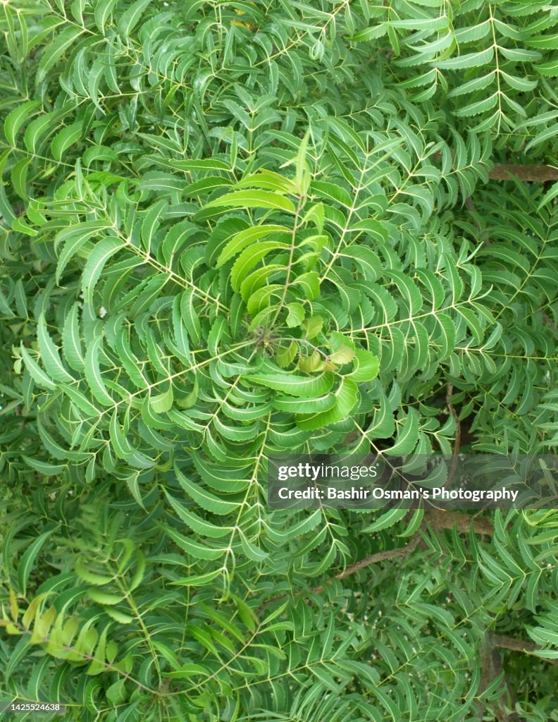 Neem tree