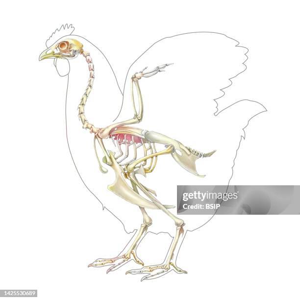 Chicken Rib Skeleton 42 Chicken Skeleton Stock Photos, High-Res Pictures, and Images - Getty ...
