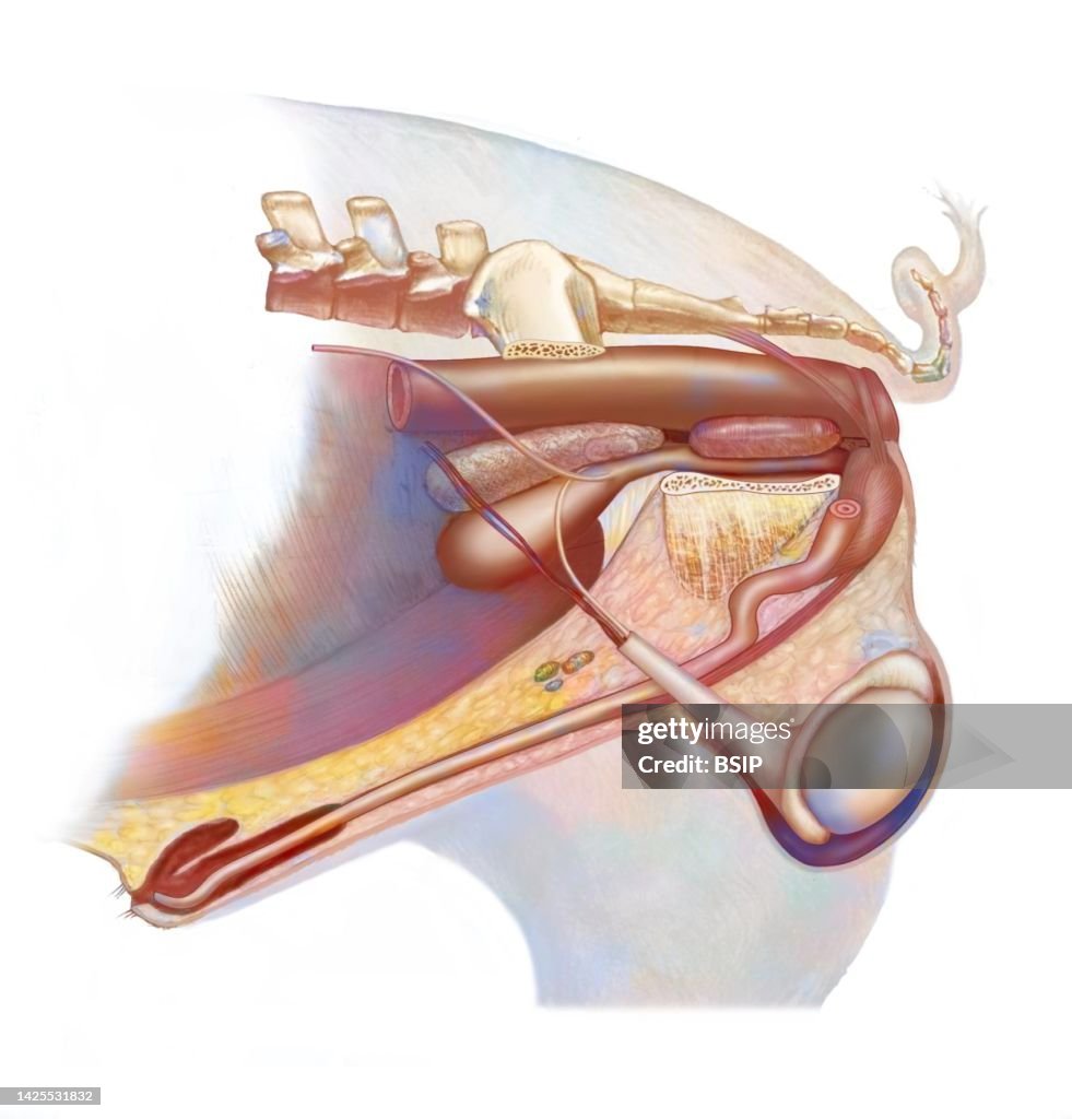 Pig reproductive system drawing