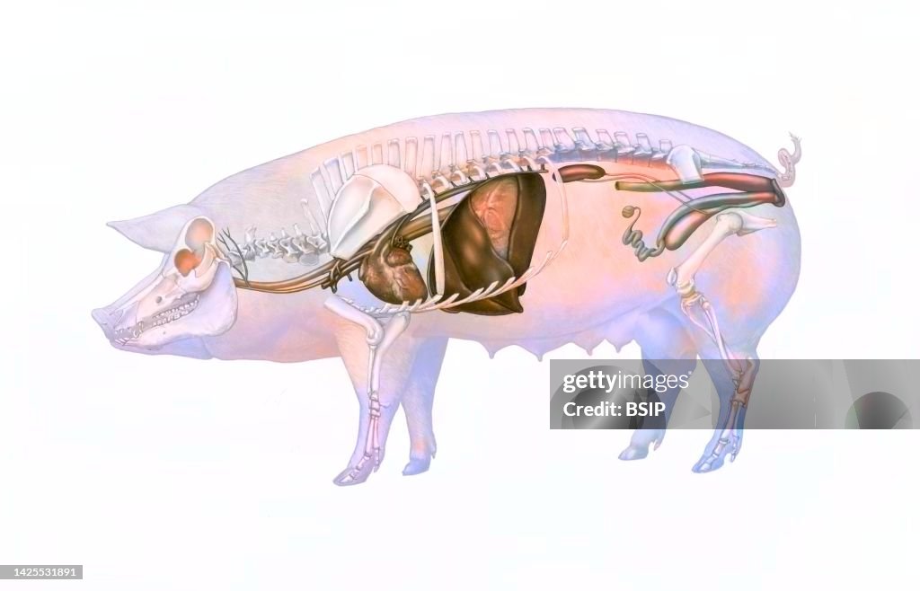 Pig Getting Dissection Pig Anatomy Drawing High-Res Vector Graphic - Getty Images