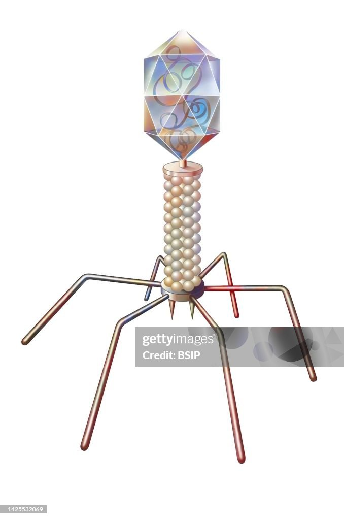 Bacteriophage