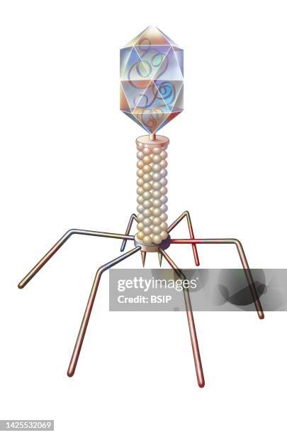 bacteriophage - t4 bacteriophage stock illustrations