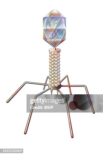 Bacteriophage Bacteriophage