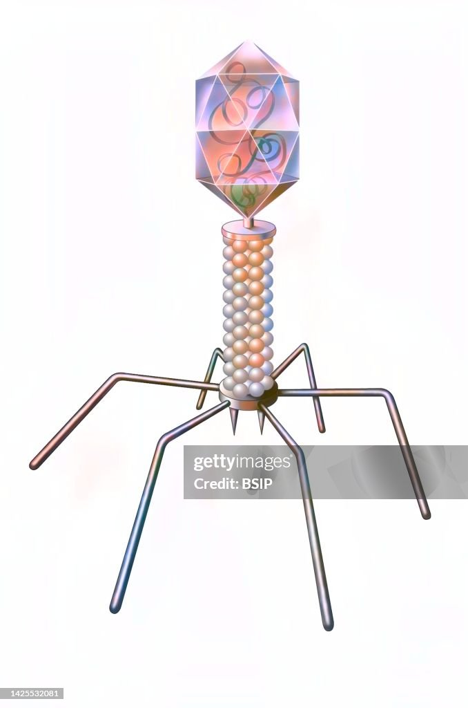 Bacteriophage