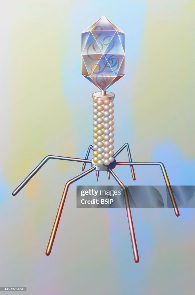 Bacteriophage