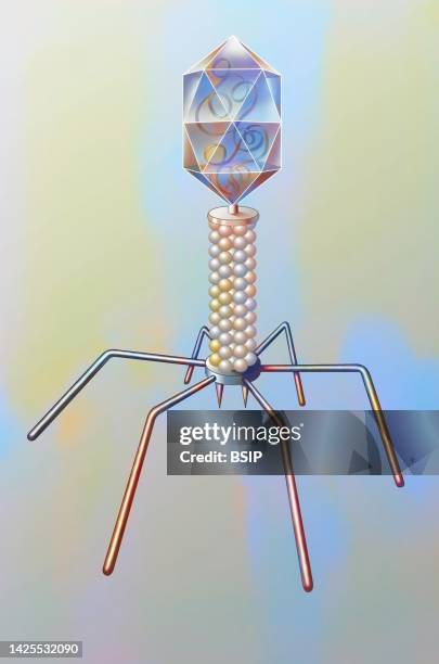 bacteriophage - t4 bacteriophage stock illustrations