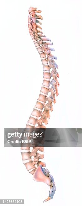 Spine Drawing High-Res Vector Graphic - Getty Images