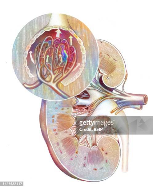 illustrazioni stock, clip art, cartoni animati e icone di tendenza di kidney glomerulus drawing - venula
