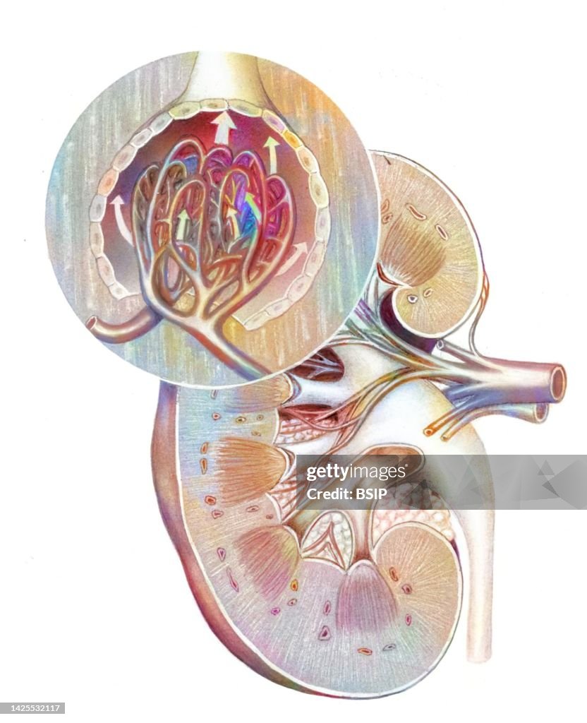 Kidney glomerulus drawing