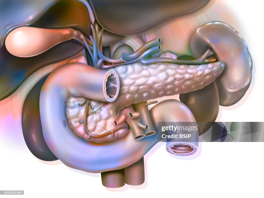 Digestive system drawing
