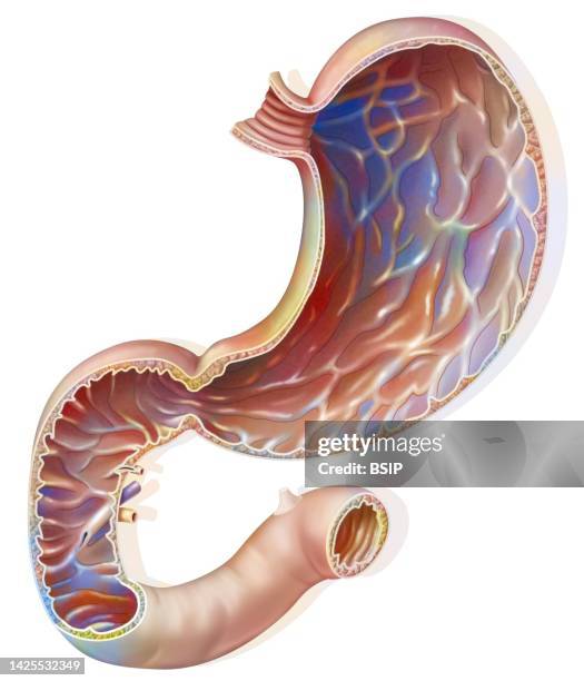 ilustrações de stock, clip art, desenhos animados e ícones de stomach drawing - duodeno