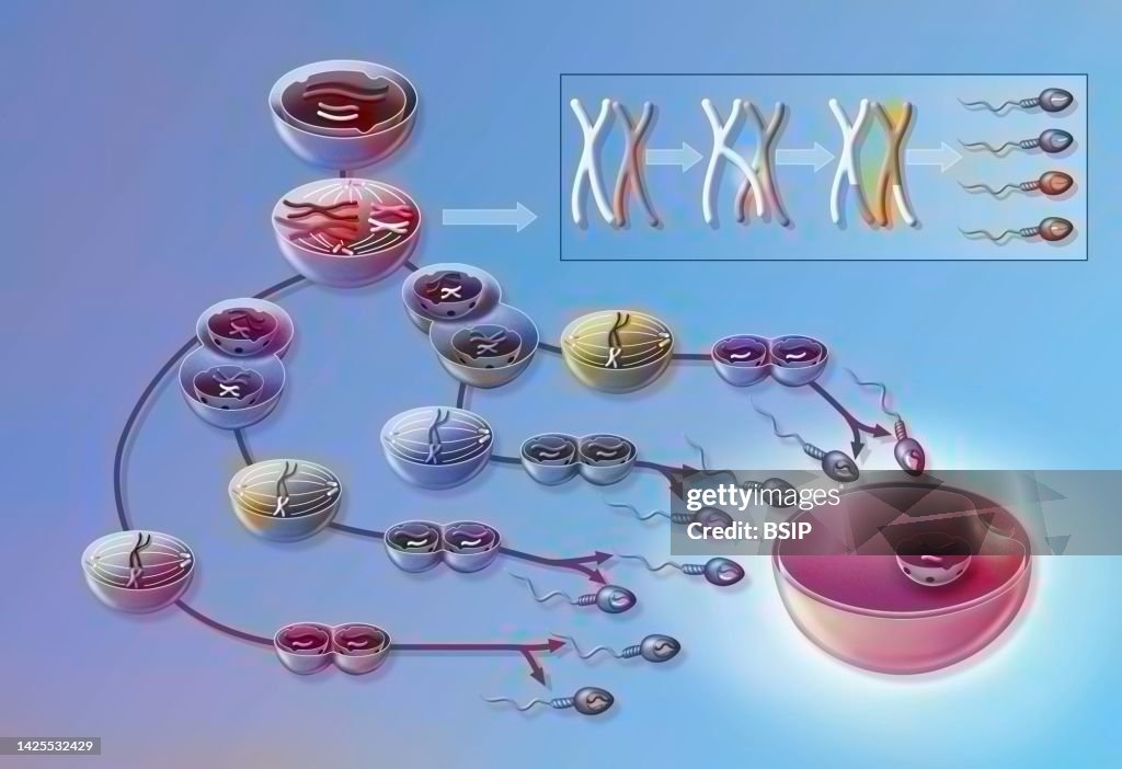Spermatogenesis drawing