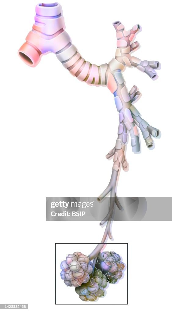 Bronchi Draw Bronchus Drawing High-Res Vector Graphic - Getty Images