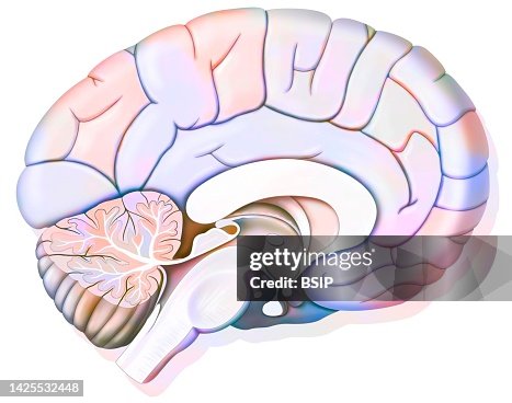 Brain drawing Brain drawing