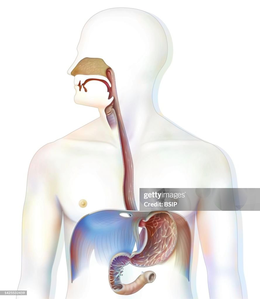 Digestive System Drawing High-Res Vector Graphic - Getty Images