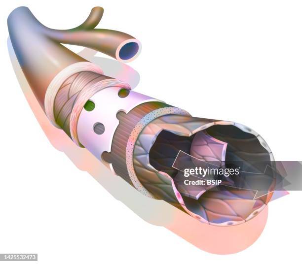 vein drawing - endothelial stock illustrations