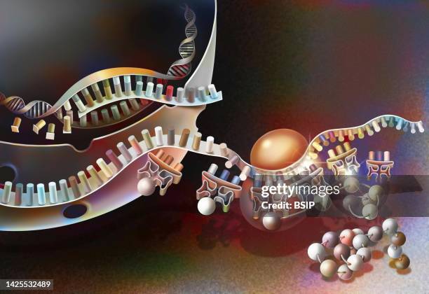 ilustrações de stock, clip art, desenhos animados e ícones de protein synthesis drawing - ribossomo