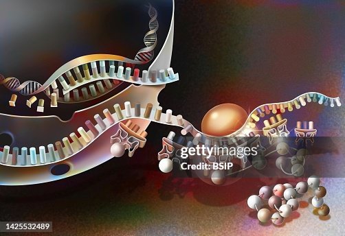 Protein Synthesis Drawing High-Res Vector Graphic - Getty Images