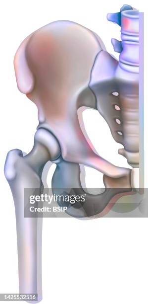 hip drawing - acetabulum stock illustrations