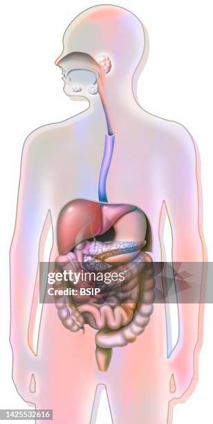 ilustraciones, imágenes clip art, dibujos animados e iconos de stock de digestive system drawing - glándula salivar