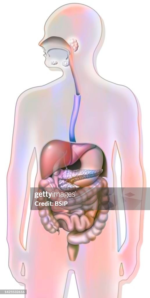 Digestive system drawing