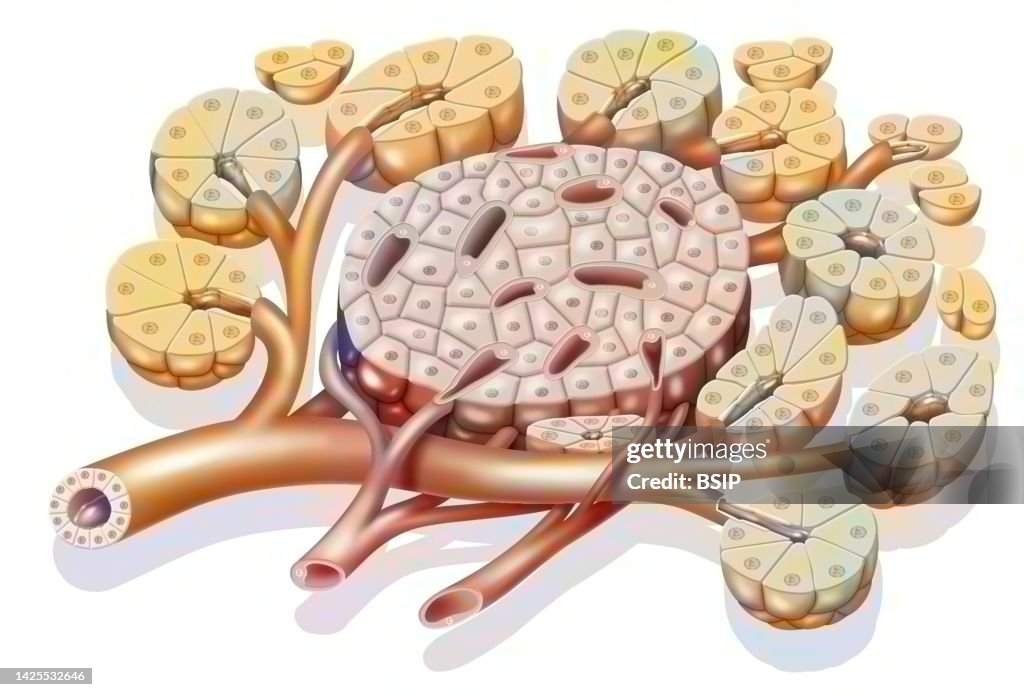 Pancreas drawing