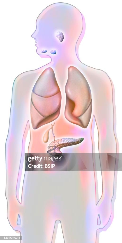 Digestive glands drawing
