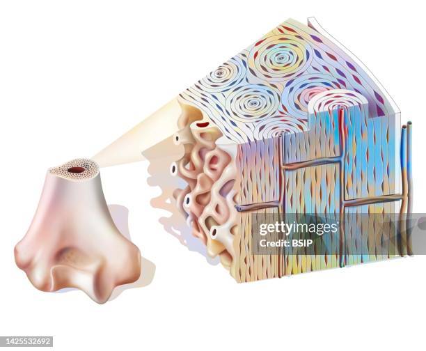 bone drawing - haversian system stock illustrations