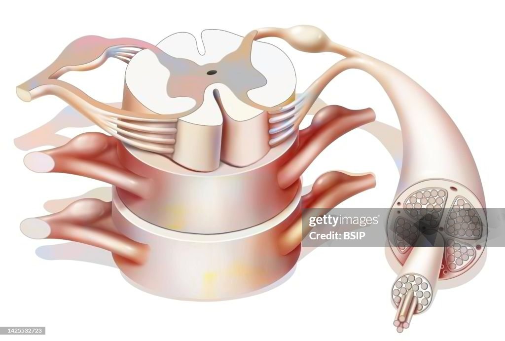 Spinal cord drawing