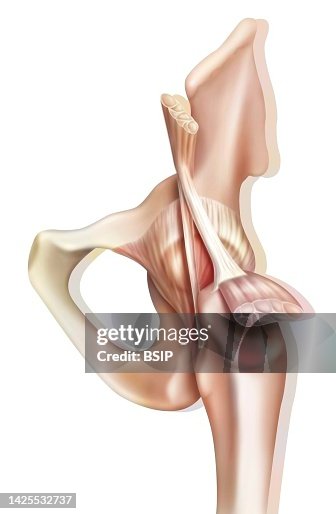 Hip Example Drawing Hip Drawing High-Res Vector Graphic - Getty Images