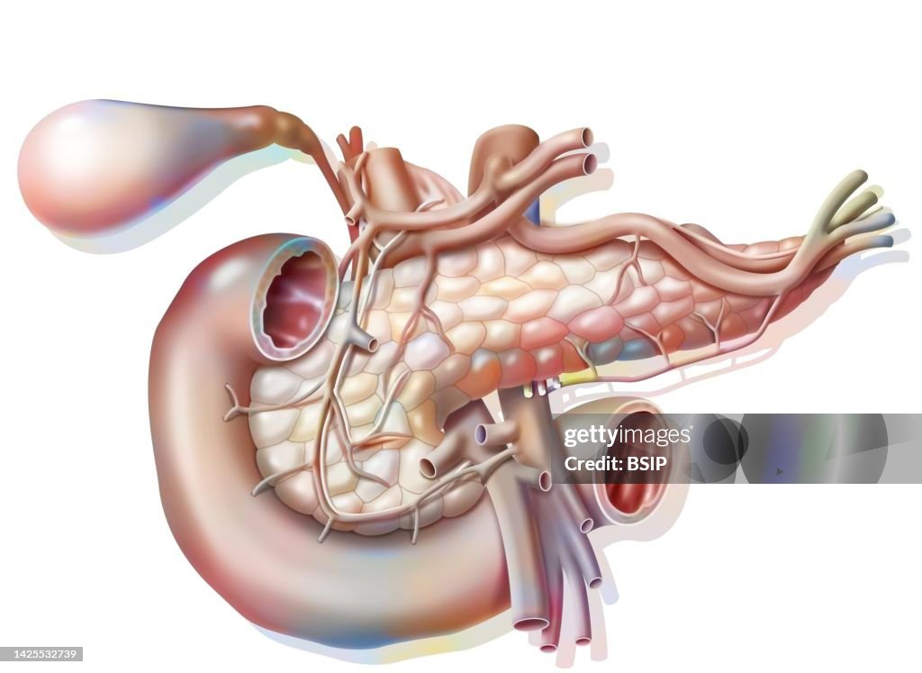 Pancreas drawing