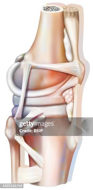 knee ligament drawing - fibrocartilage stock illustrations