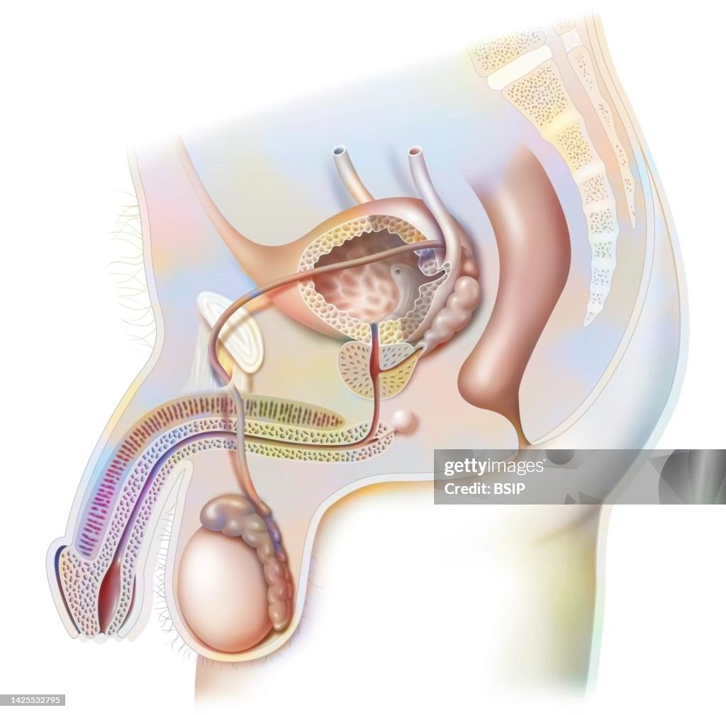 Male reproductive system drawing
