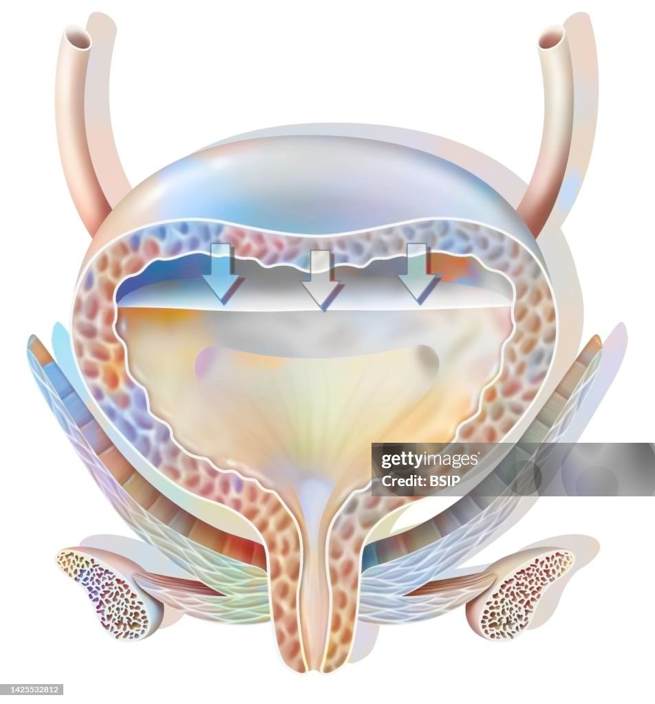 Build A Bladder Bladder Drawing High-Res Vector Graphic - Getty Images