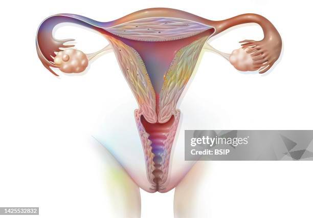 female reproductive system drawing - myometrium stock illustrations