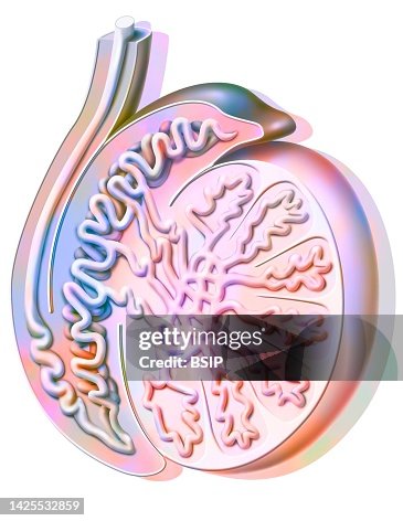 Testis Vector Testis Drawing High-Res Vector Graphic - Getty Images