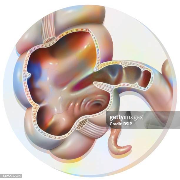 colon drawing - appendix stock illustrations