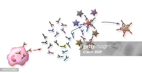 Immunity Draw Immunity Drawing High-Res Vector Graphic - Getty Images