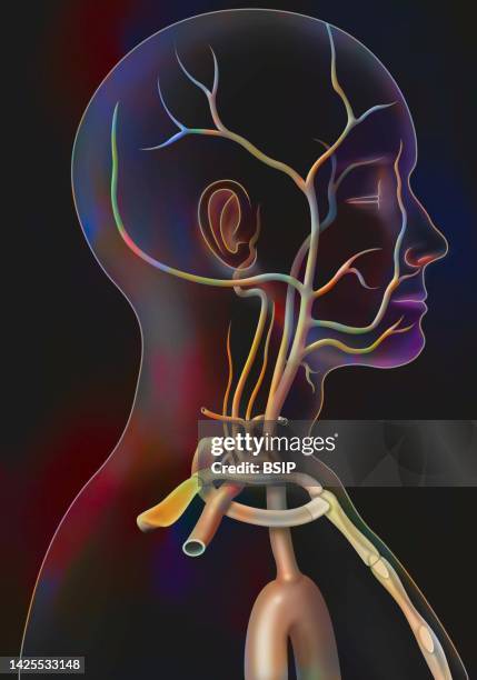 carotid drawing - temporal artery stock illustrations