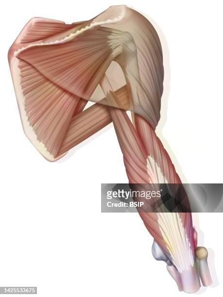 shoulder muscle drawing - infraspinatus stock illustrations