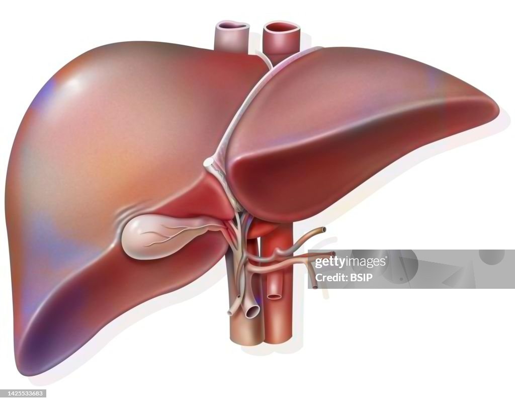 Liver drawing