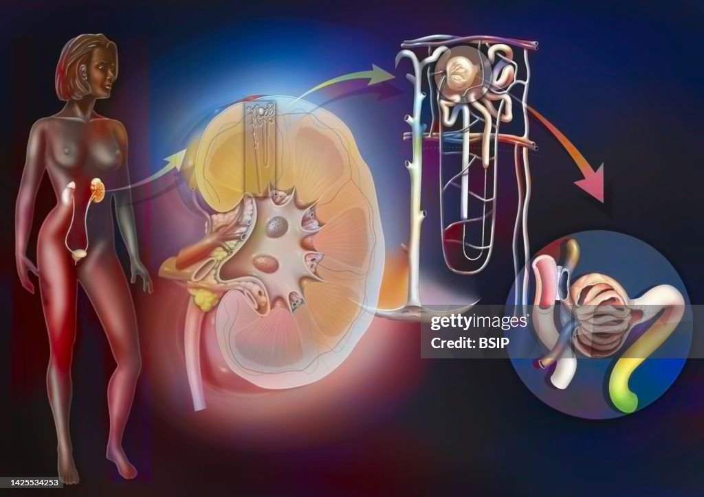 Kidney nephron drawing