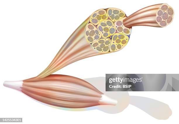 skeletal muscle drawing - myofibril stock illustrations