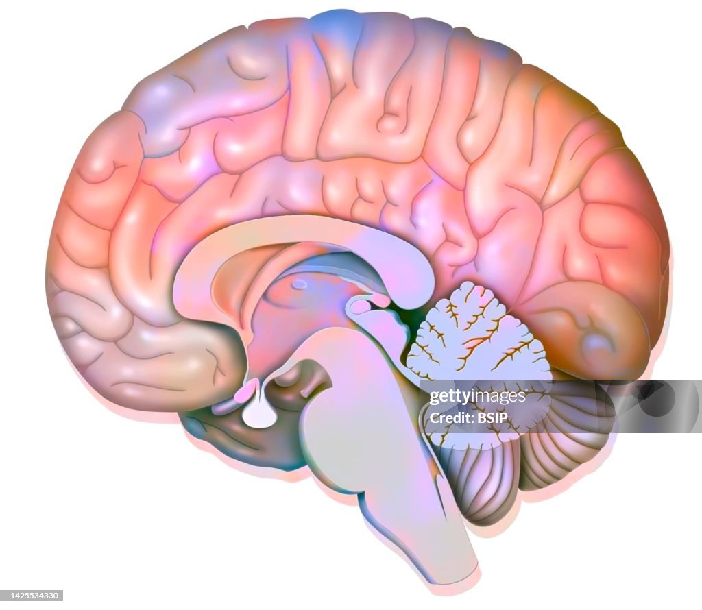 Brain drawing