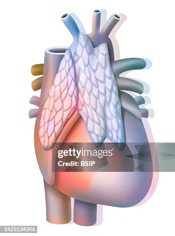 Thymus drawing Thymus drawing
