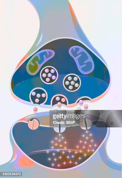 ilustraciones, imágenes clip art, dibujos animados e iconos de stock de synapse - mitocondria
