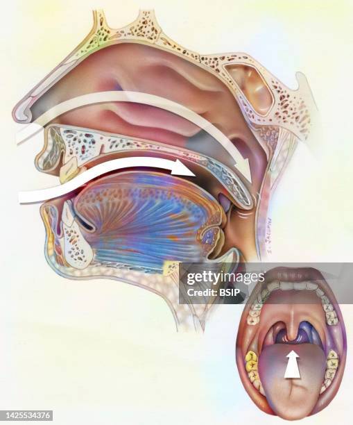 Snorting Line Drawing Snoring Drawing High-Res Vector Graphic - Getty Images
