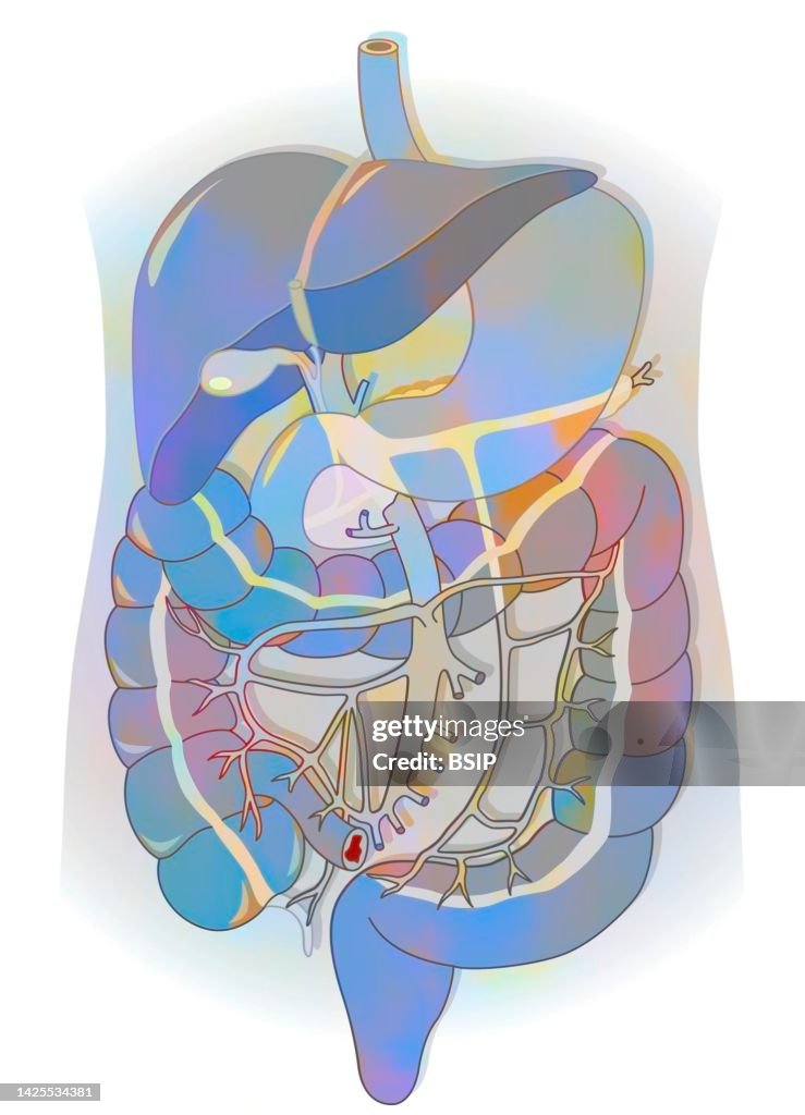 Digestive system drawing