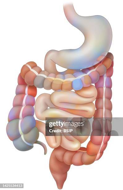 Apendix Drawing 34 Appendix Drawing Stock Photos, High-Res Pictures, and Images - Getty ...