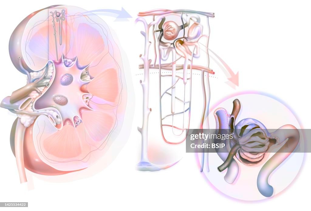 Kidney drawing